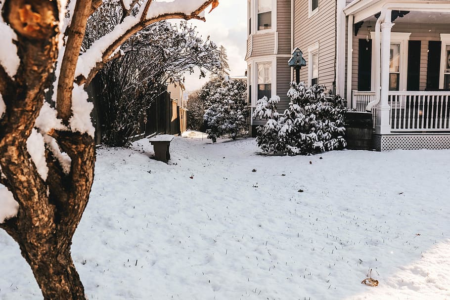 snowy tree, snow covered field during daytim, house, home, white HD wallpaper