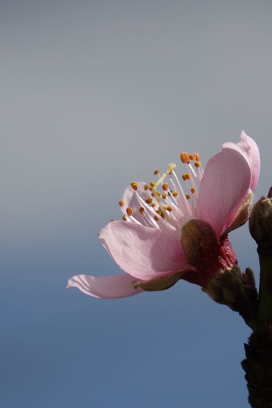 Peach Blossom, Empty, Macro, to empty, hope, food and drink HD wallpaper