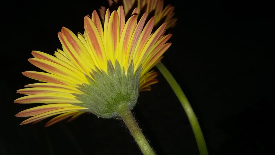 nature, flower, flora, bright, color, yellow, freshness, plant HD wallpaper