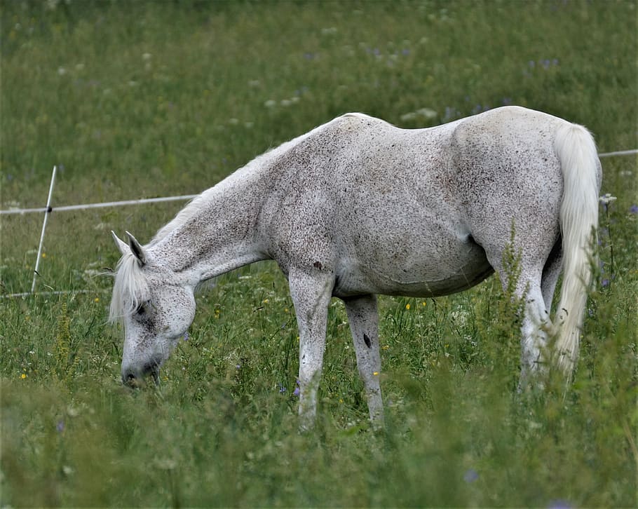 main and state stud marbach, thoroughbred arabian, foal, arabs, HD wallpaper