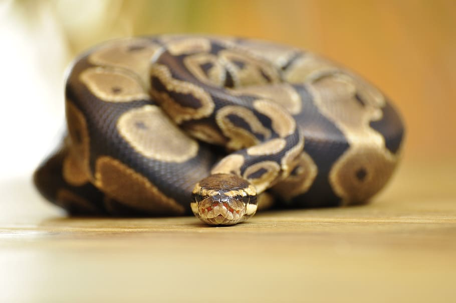snake, ball python, scale, constrictor, reptile, animal themes, HD wallpaper