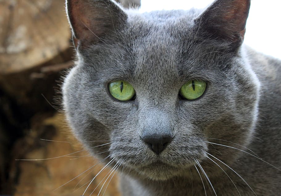 close-up photo of grey cat, gray, eyes, green, pet, male, large