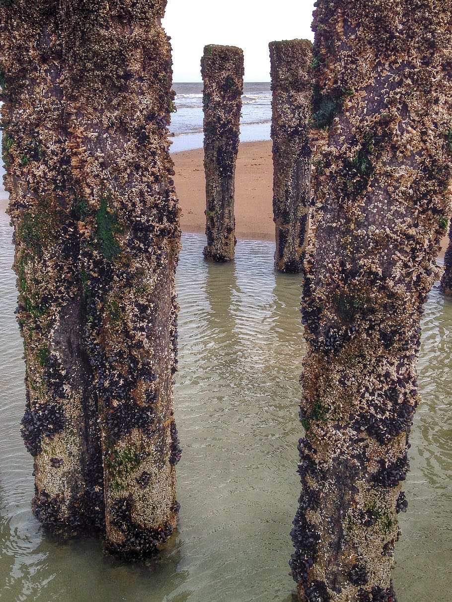 post, beach, water, sea, wood, sand, domburg, zeeland, winter HD wallpaper