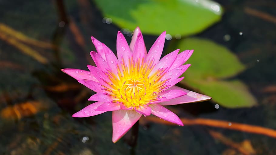 pool, flora, lotus, nature, leaf, flower, flowering plant, petal HD wallpaper