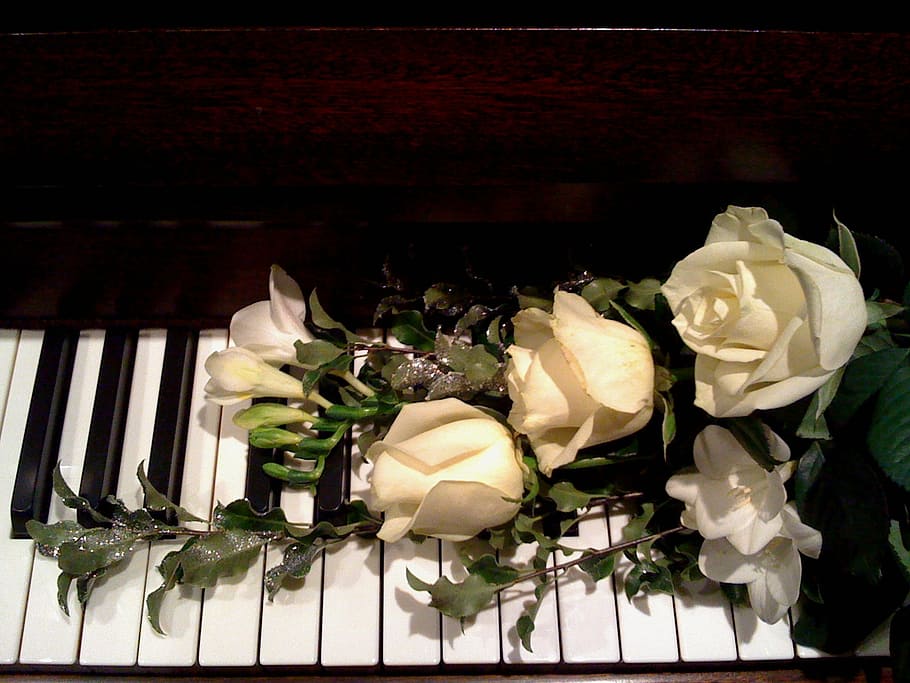 four white roses, piano, music, romantic, love, piano keys, bouquet, HD wallpaper