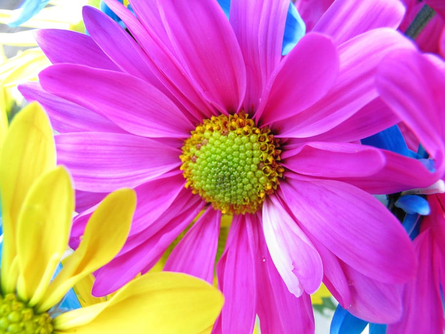 selective focus photo of pink petaled flowers, Daisy, Bloom HD wallpaper