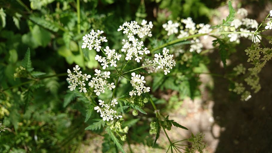 flower, white, wild, tree, plant, flowering plant, beauty in nature HD wallpaper