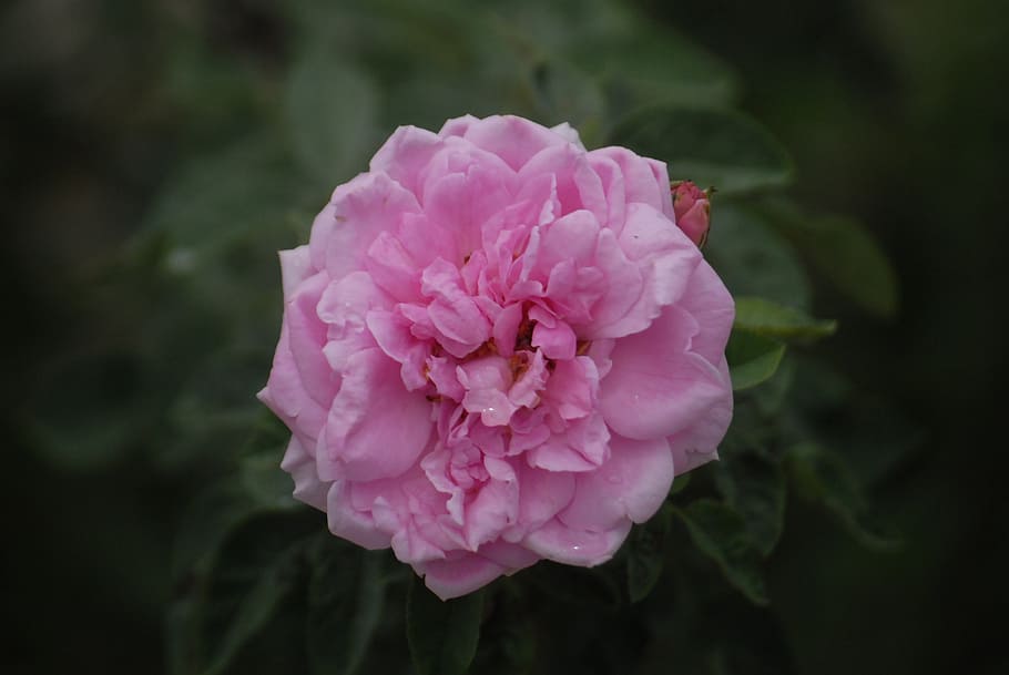 pink rose, background, green leaf, flower, pink color, flowering plant HD wallpaper