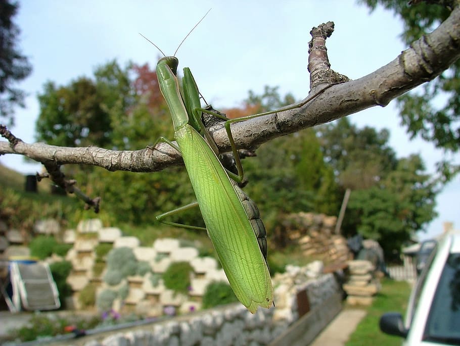 praying mantis, beetle, insect, day, tree, no people, focus on foreground HD wallpaper