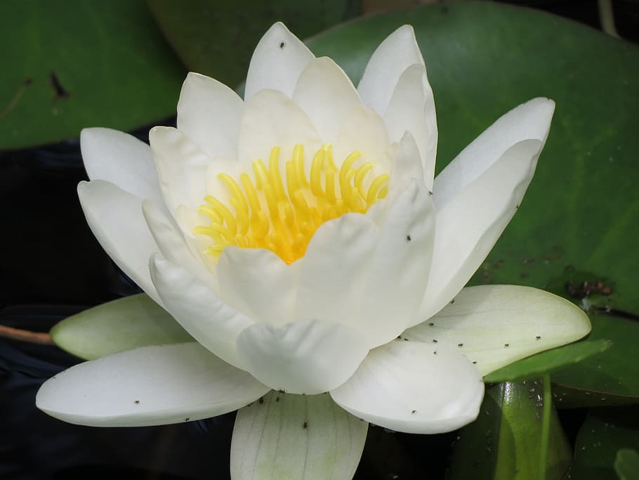 lily, pond, flower, white, water lily, plant, leaf, aquatic, HD wallpaper