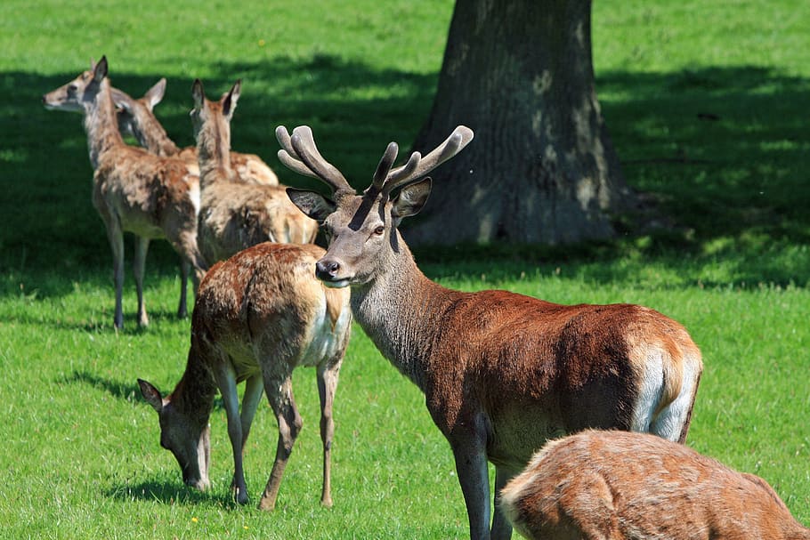 herd of deers near brown tree at daytime, red deer, stag, hind HD wallpaper