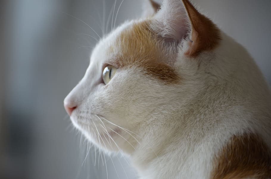 think, thoughtful, lady, cat, portrait, nature, beauty, miracle HD wallpaper