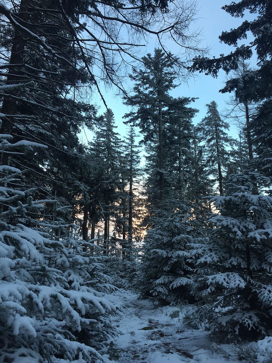 tree, plant, cold temperature, snow, winter, tranquility, beauty in nature HD wallpaper