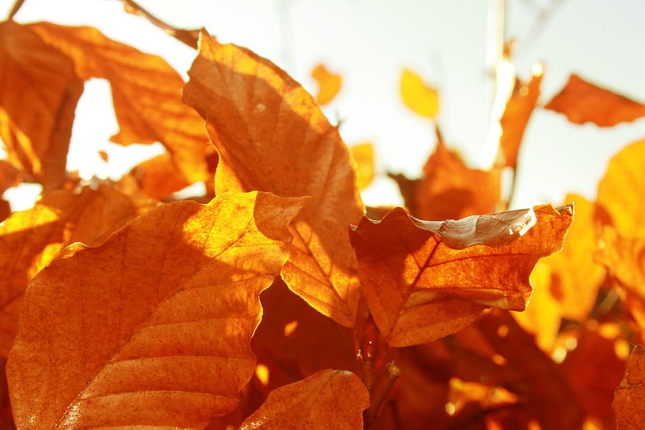leaf, fall, autumn, sunny, plant part, change, orange color HD wallpaper