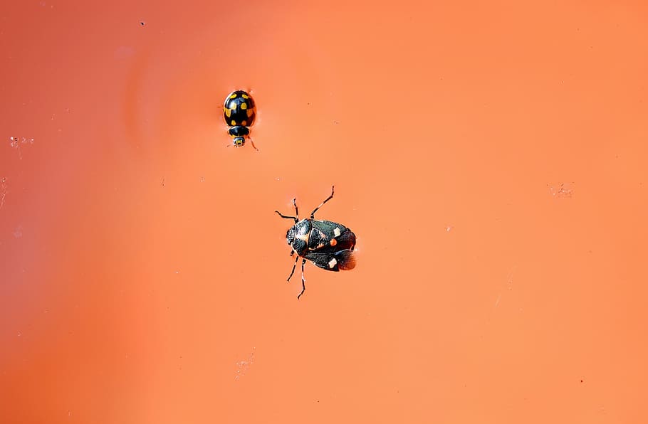 Lady Bug, Insect, Wing, Wildlife, small, antennae, entomology HD wallpaper