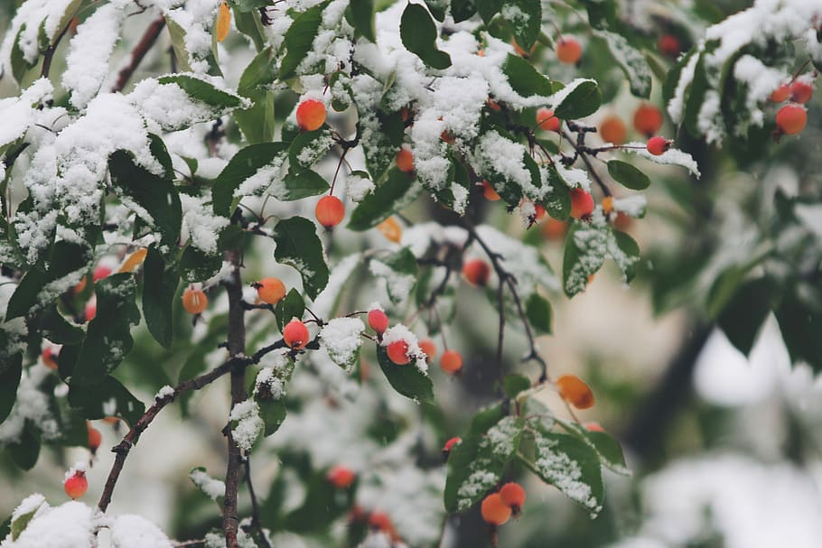 shallow focus photography of trees filled of snow, selective focus focus photography of red fruit HD wallpaper