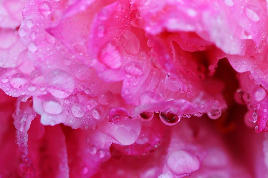 peony, rain, drip, raindrop, nature, macro, beaded, drop of water HD wallpaper