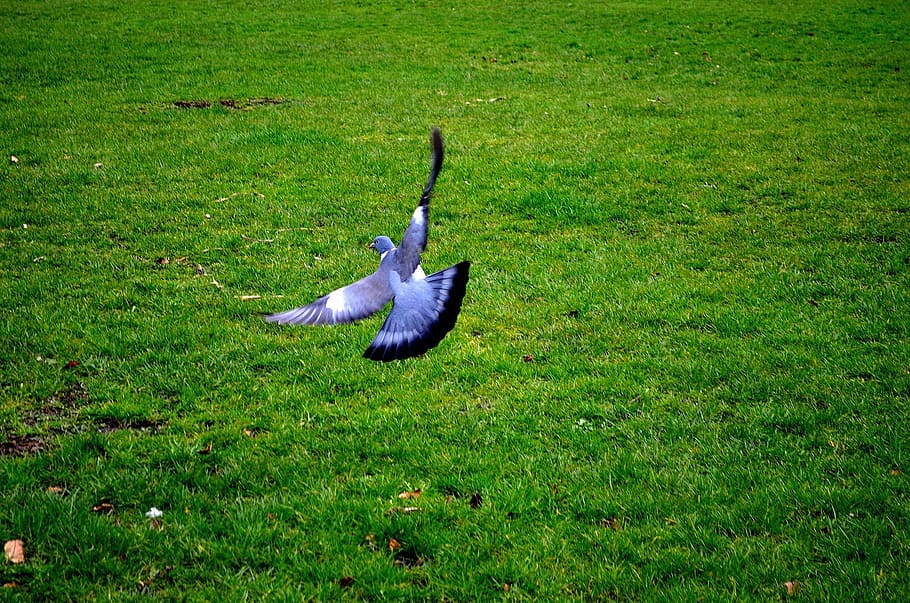 gray and black pigeon, flight, background, feathers, green HD wallpaper