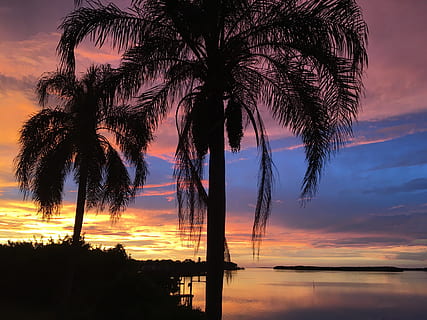 silhouette of coconut palm trees, florida, vacation, sunset HD wallpaper