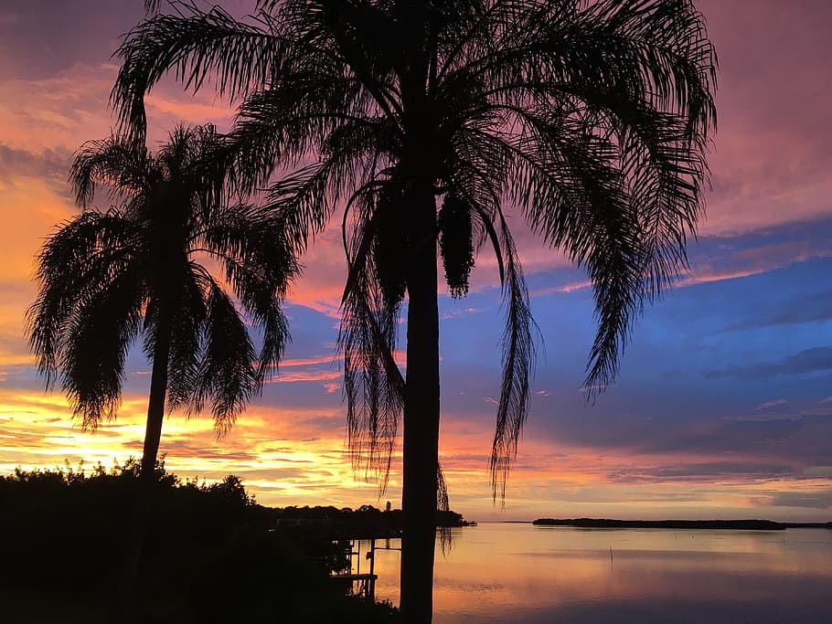 silhouette of coconut palm trees, florida, vacation, sunset HD wallpaper
