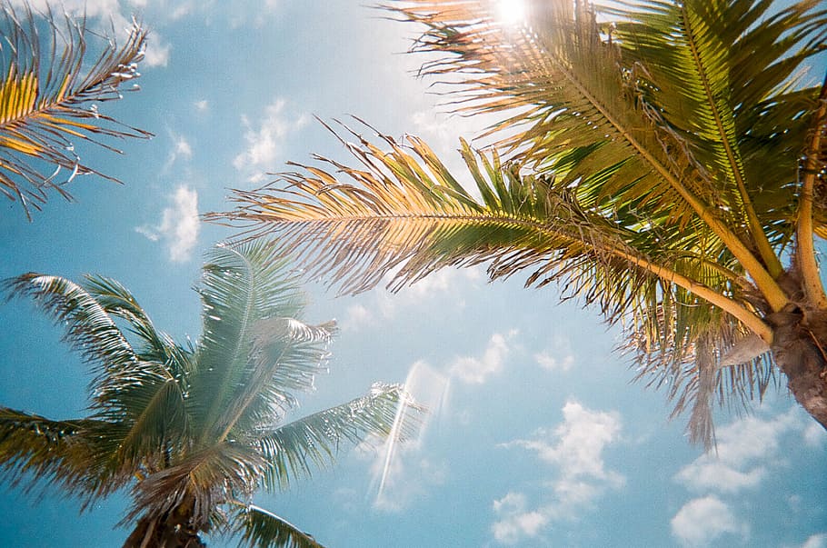 low angle photography of green palm trees during daytime, low-angle photography of coconut trees, HD wallpaper