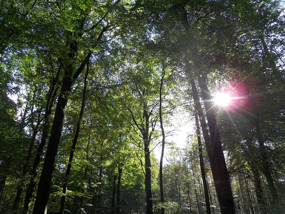 forest, light, trees, plant, low angle view, sunlight, growth HD wallpaper