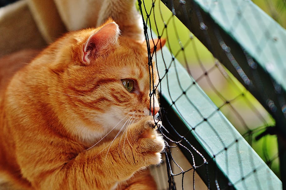 cat, red, cute, mackerel, tiger, sweet, cuddly, animal, domestic cat HD wallpaper