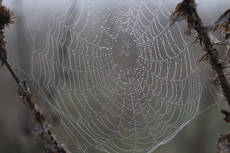 Spider Web, Drops, Dew, Nature, place, macro, close-up, insect HD wallpaper