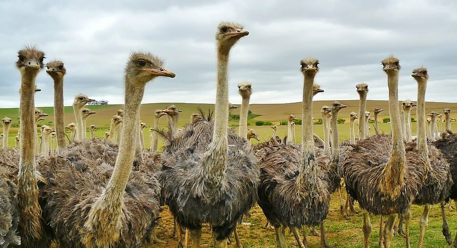 flock of Ostrich, bird, animal, nature, strauss, bouquet, ostrich farm, HD wallpaper