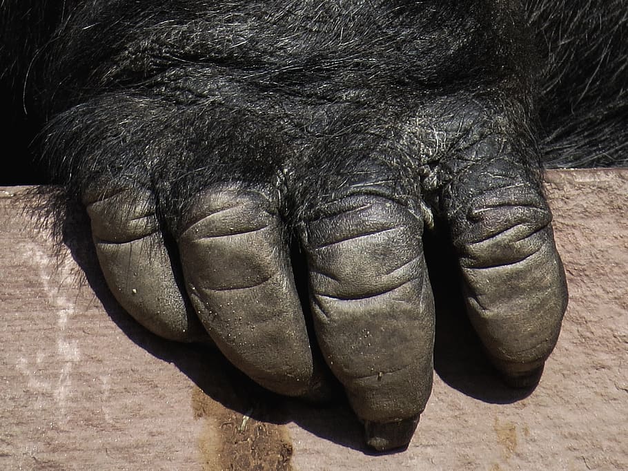 gorilla, monkey, ape, hand, zoo, close, animal, animal themes HD wallpaper
