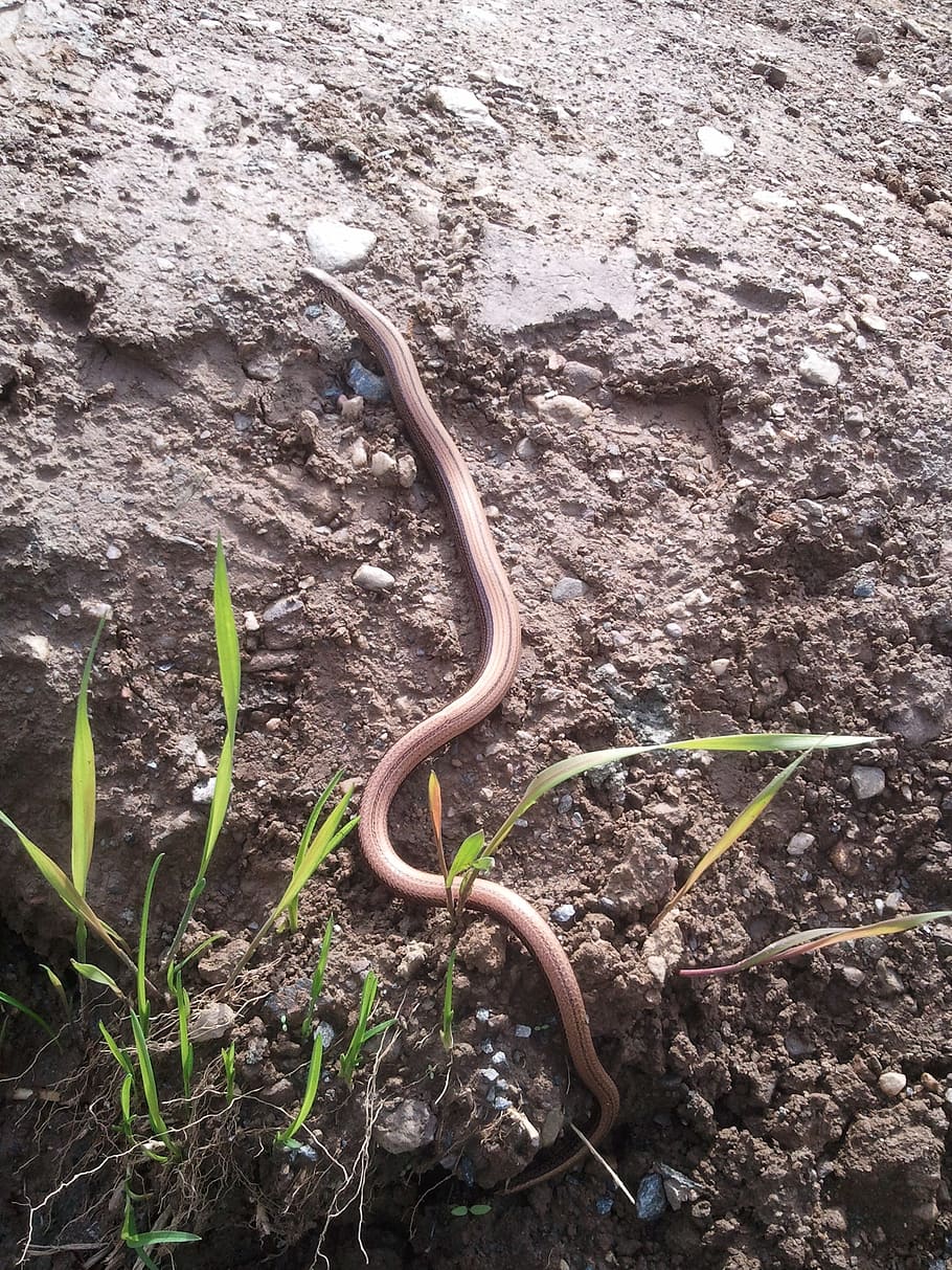 slow worm, reptile, snake, lizard, nature, animal, earth, animals in the wild HD wallpaper