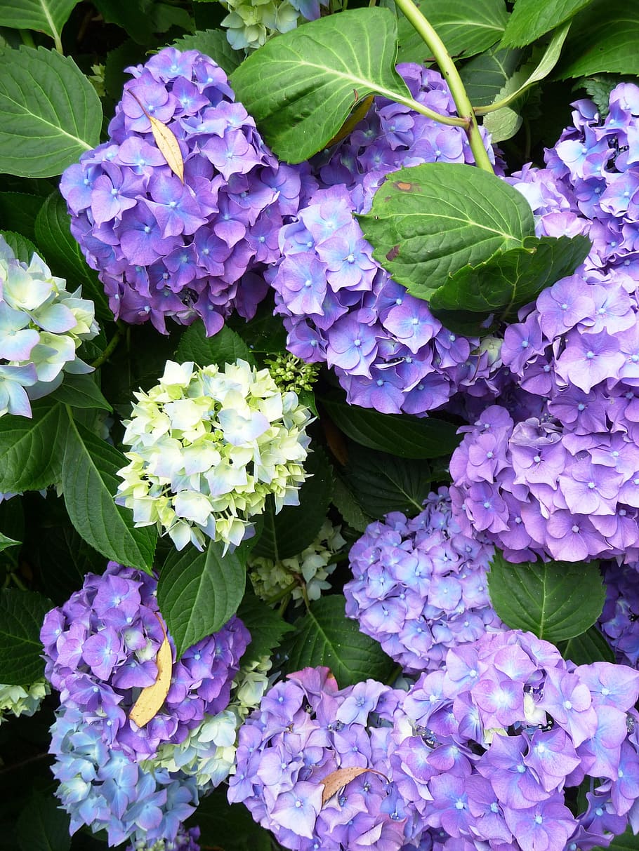 purple and yellow flowers, Hydrangea, Rustic, Plant, rustic flowers HD wallpaper