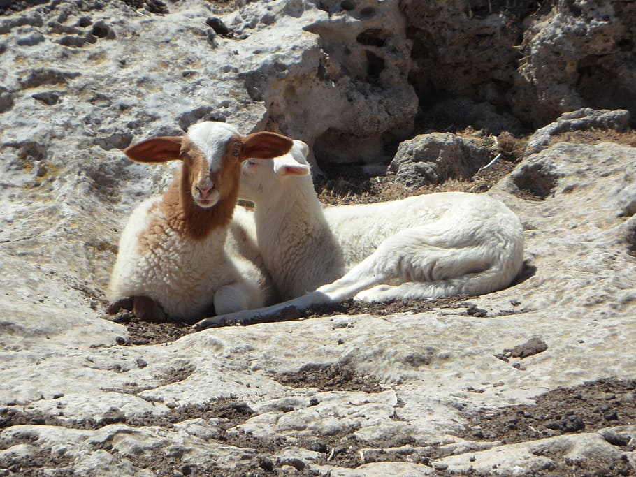 lambs, sheep, schäfchen, two, rock, steinig, karg, animal themes HD wallpaper