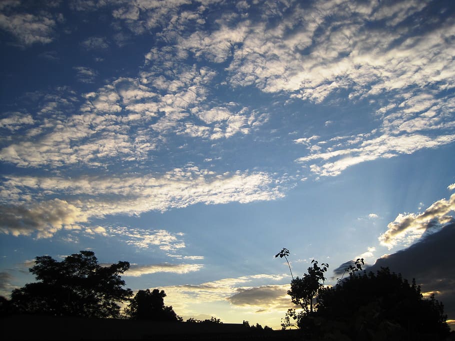 clouds, feather, white, bright, sky, blue, trees, cloud - sky HD wallpaper