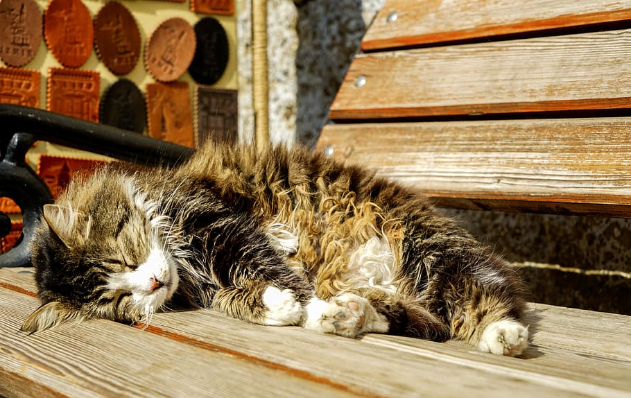 brown tabby cat lying on brown wooden bench, lazy, sleep, domestic Cat HD wallpaper