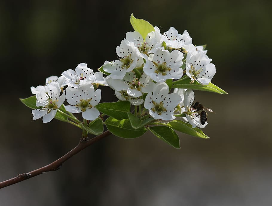 flowers, white, tree, fruit, casey, spring, flourished, flowering plant HD wallpaper