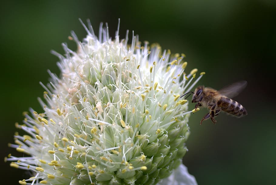 Bee, Flight, Flower, Macro, Insecta, one animal, nature, no people HD wallpaper