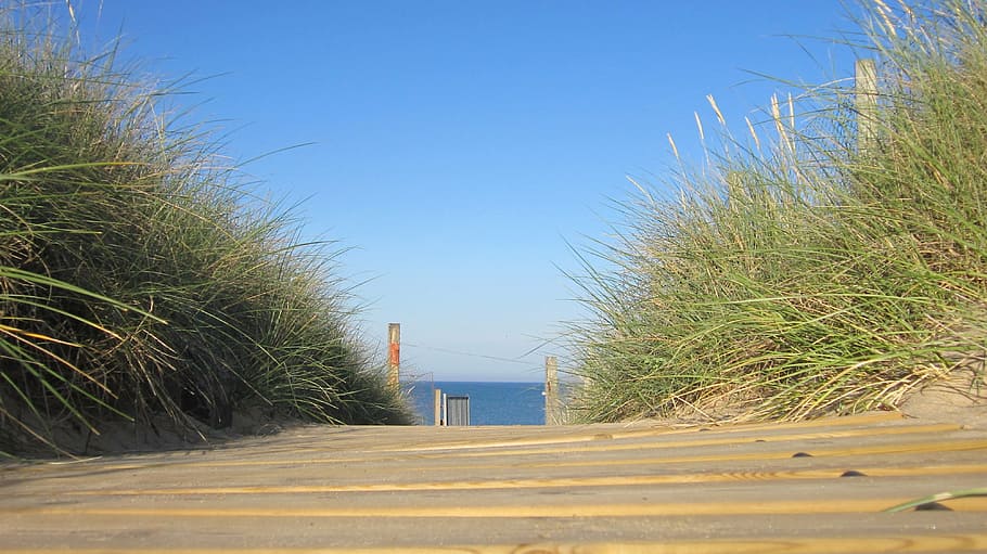 beach, holiday, summer, ocean, web, france, plant, sky, sand HD wallpaper