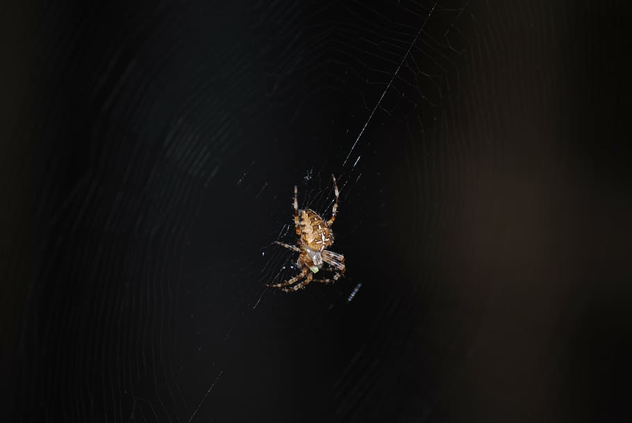 spider, web, insect, spooky, cobweb, black, nature, spiderweb HD wallpaper