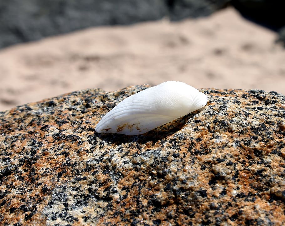 Sea Shell, Stone, Beach, beira mar, orla, rocks, sand, hermit crab HD wallpaper