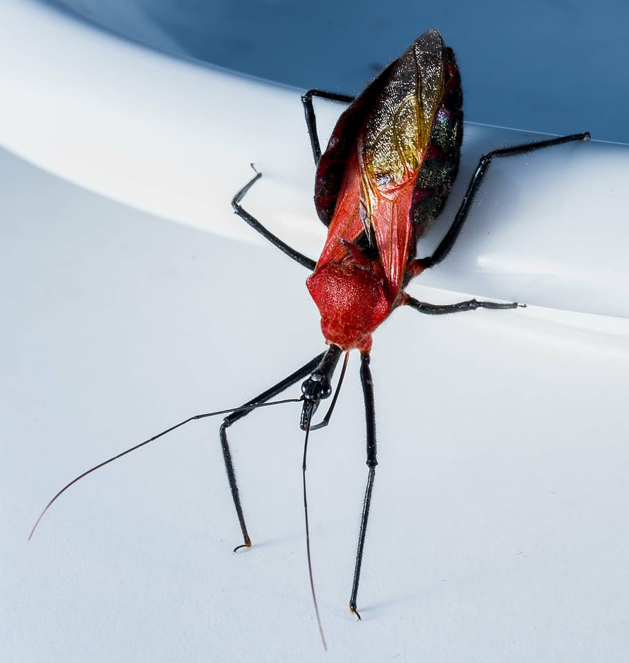 beetle, insect, arachnid, exotic, close, black, red head, animal HD wallpaper