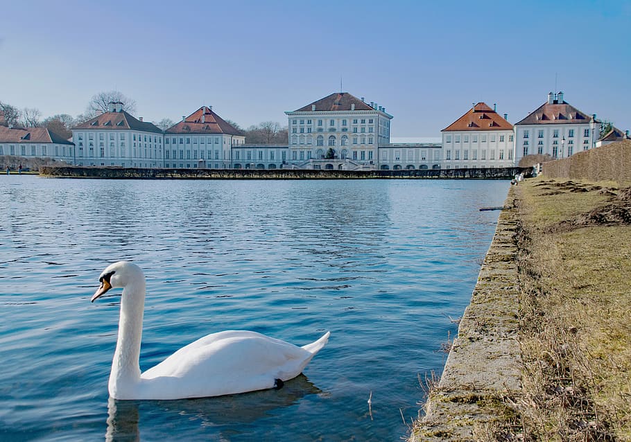 white swan on water near building at daytime, munich, bavaria, HD wallpaper