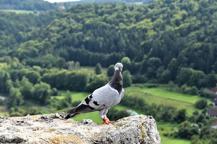 pigeon, castle ruins, nature, stones, summer, frank-switzerland