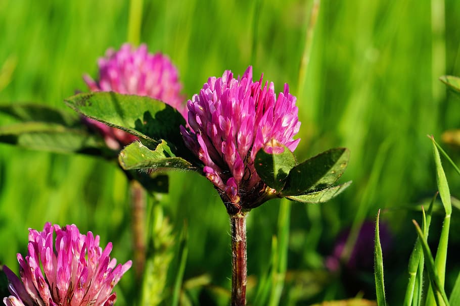 Klee, Clover, Nature, Meadow, wildflowers, red clover, plant HD wallpaper