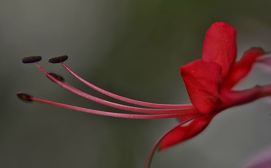 bokeh photography of red hibiscus, malvaceae, ornamental plant, HD wallpaper