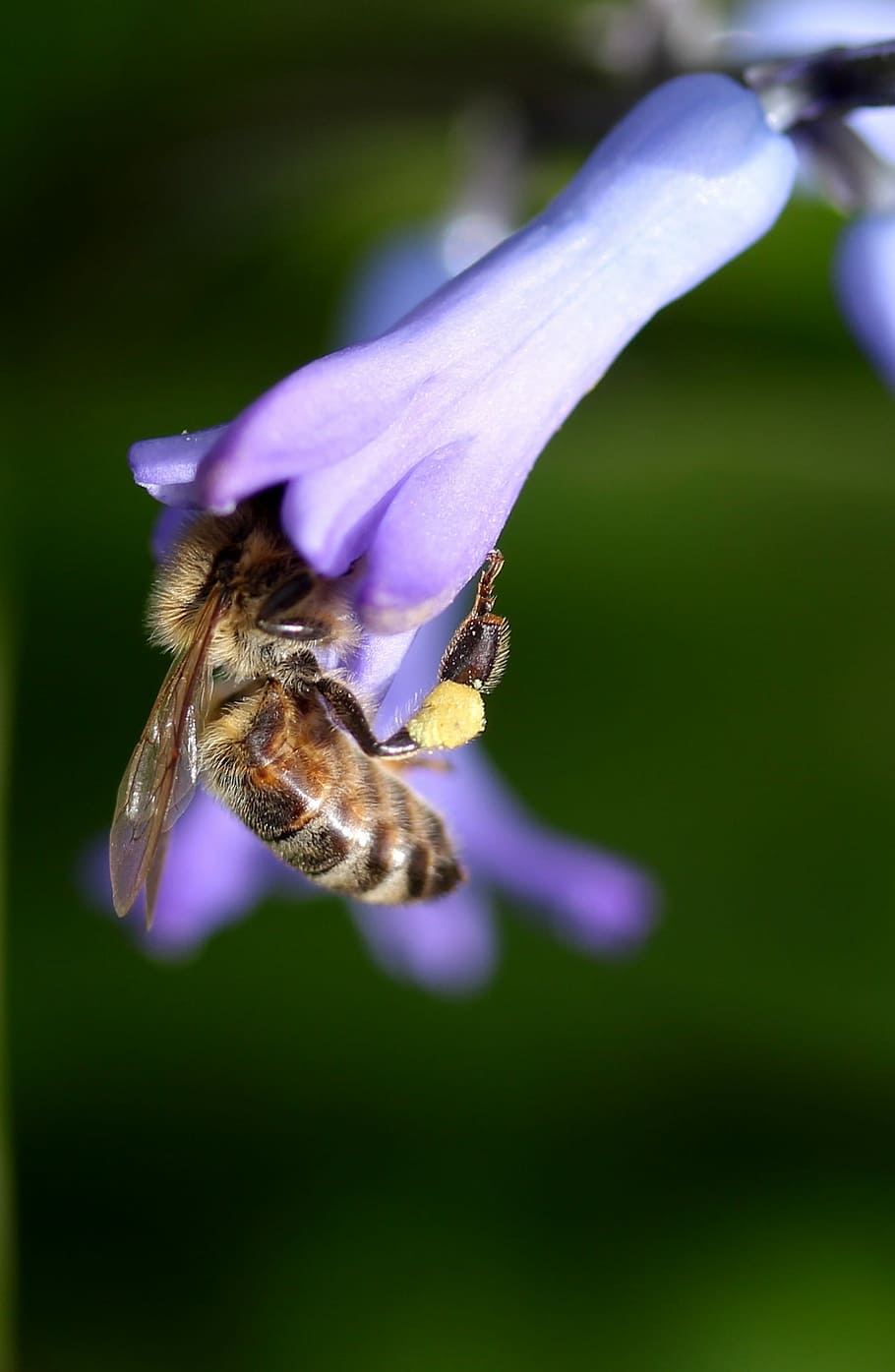 hyacinth, bee, pollination, blue, flower, insecta, petals, spring HD wallpaper