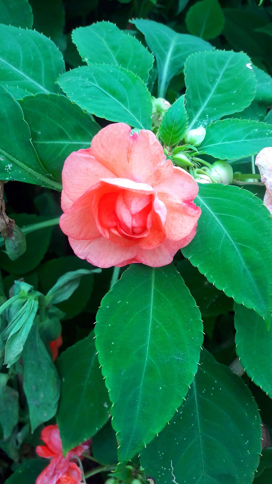 tree, flowers, rose, nature, pink, red flowers, plant, green HD wallpaper