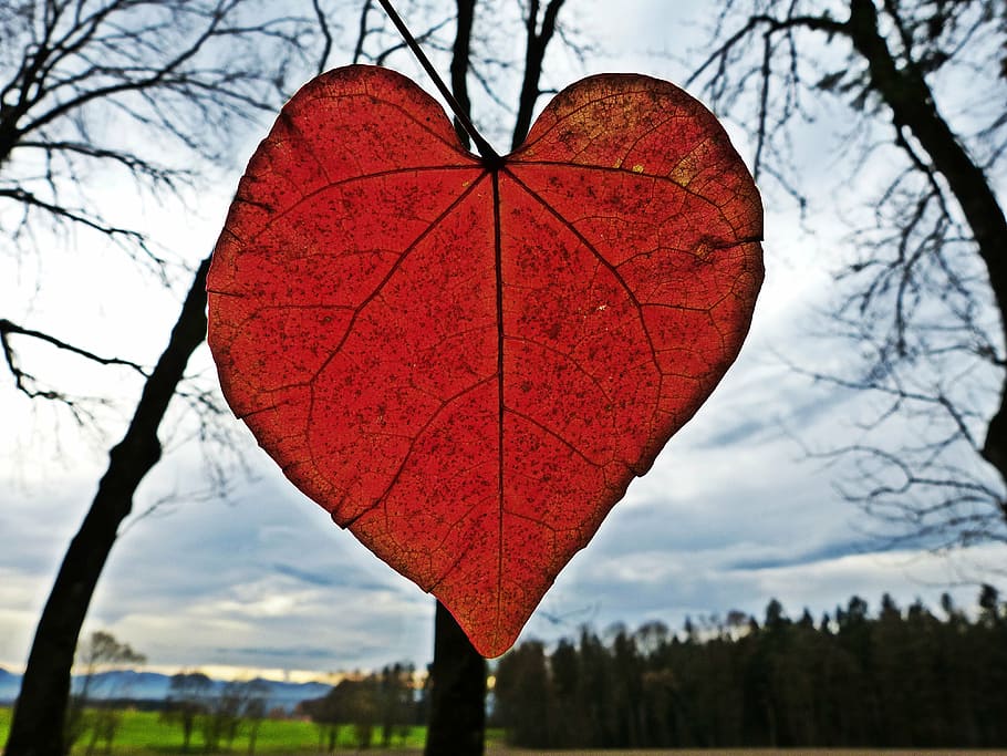 heart red leaf close-up photo, autumn, leaves, forest, tree HD wallpaper