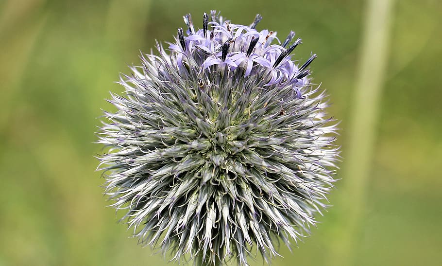 purple globe thistle flower in close up photography, composites HD wallpaper