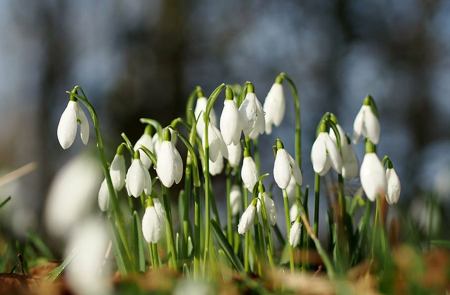 focus photo of white snowdrop flower, snowdrops, floral, spring HD wallpaper